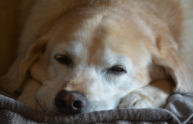 Yellow Labrador Asleep