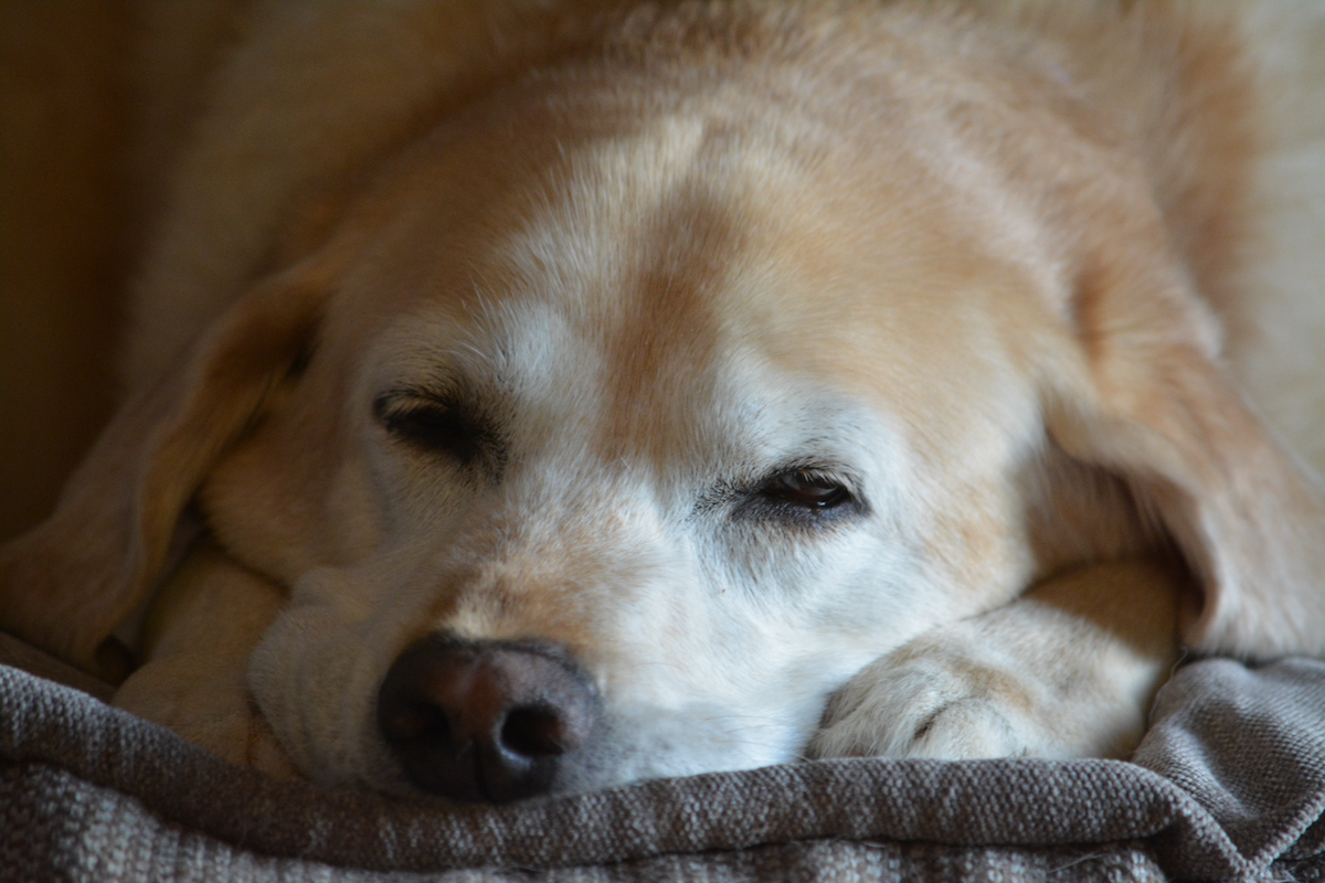 Yellow Labrador Asleep